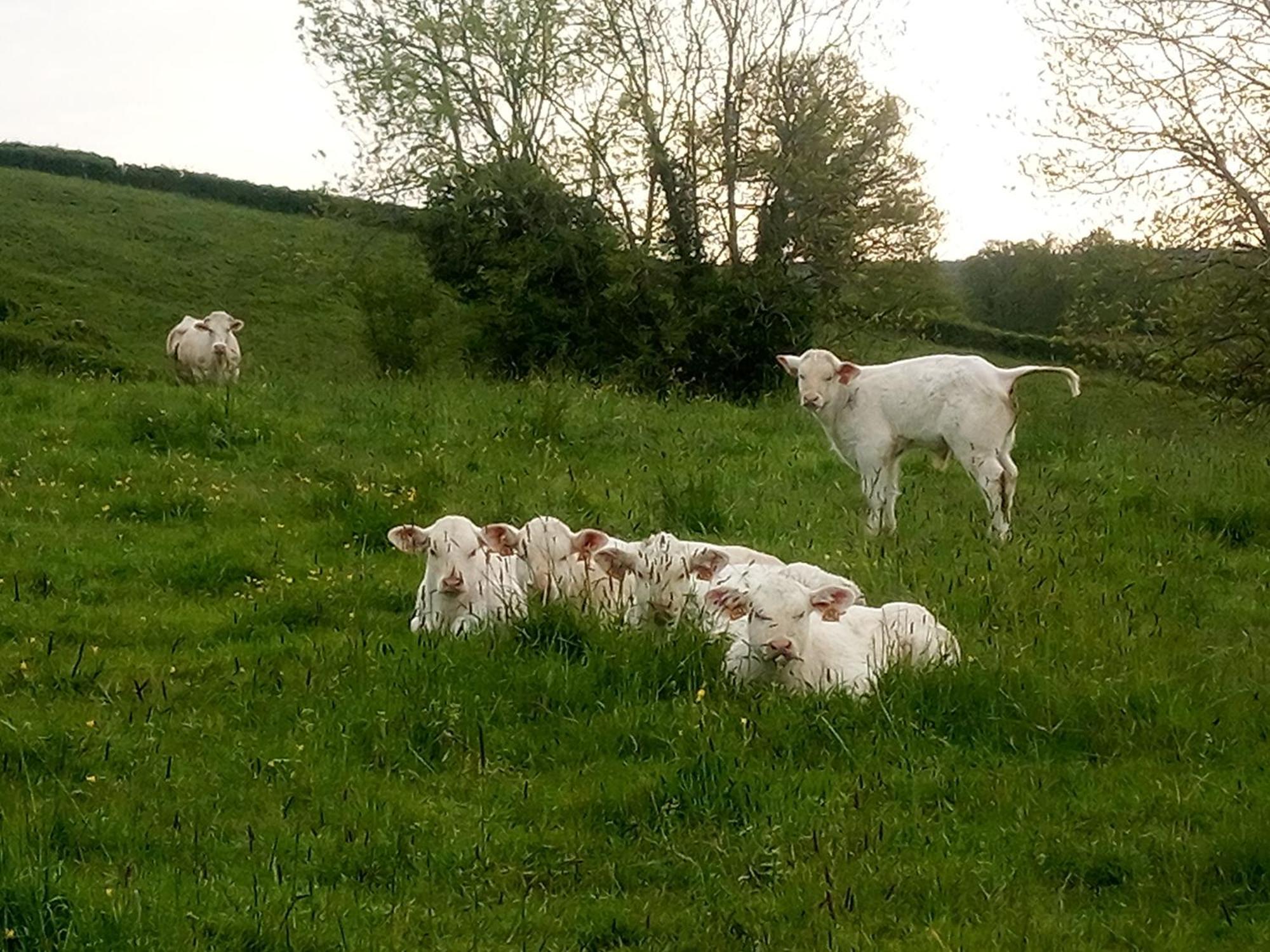 Gite A La Ferme Le Rousset Bagian luar foto
